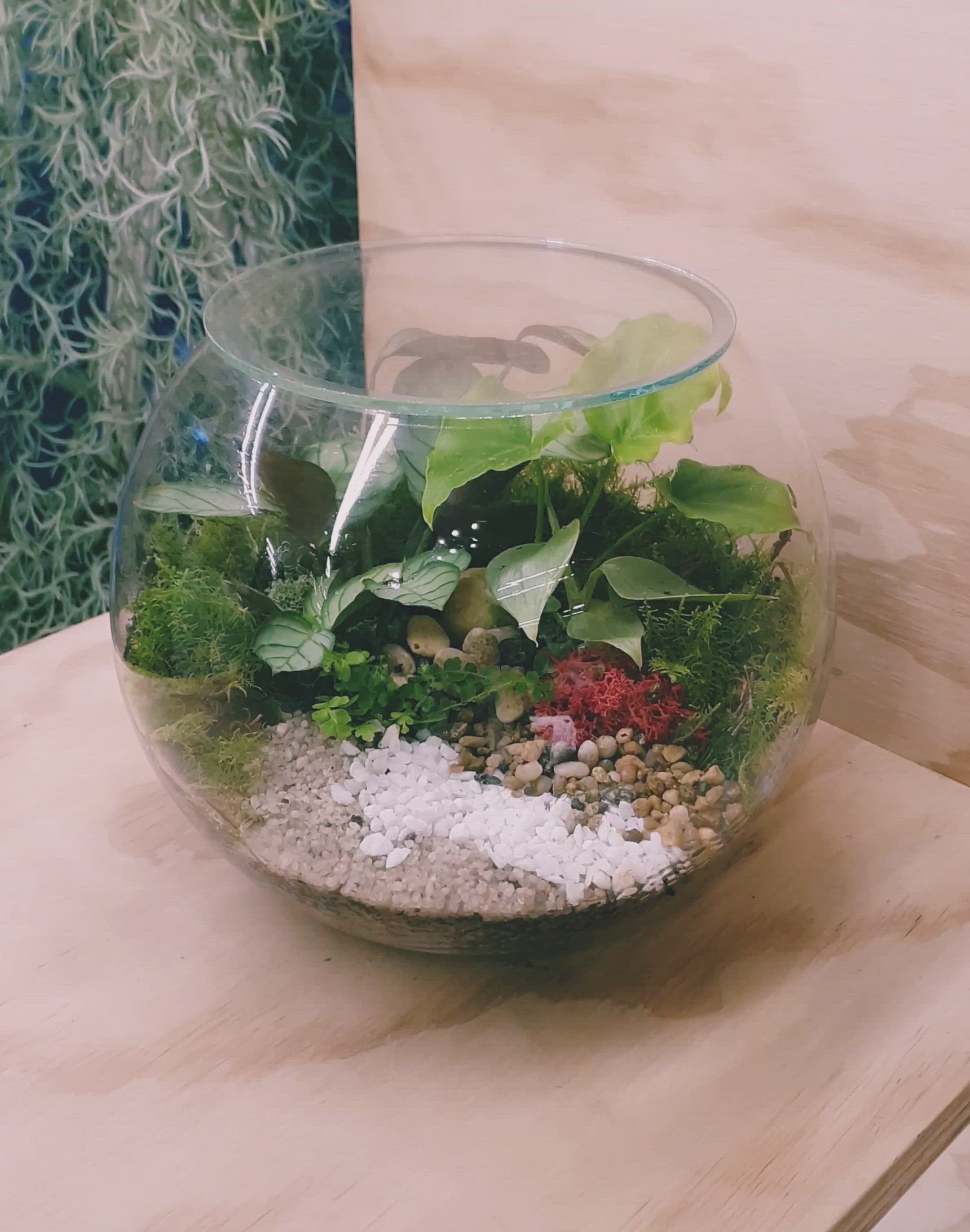 Small Fishbowl Terrariums - Enclosed - Terrarium Laboratory